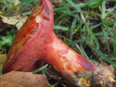 Rubinoboletus rubinus, málnavörös tinóru