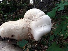 Piptoporus betulinus - Nyirfatapló