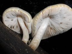 Pluteus petasatus - selymes csengettyűgomba