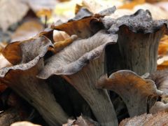 Sötét trombitagomba - idén nem akárki látott