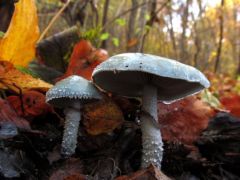 Zöld harmatgomba, Stropharia aeruginosa