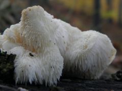 Tüskés sörénygomba, Creolophus cirhatus