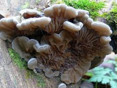 Szalagos fülgomba, Tremella mesenterica