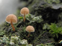 Ibolyás kéreggombácska, Mycena meliigena