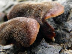 Szöszös fűrészesgomba, Lentinellus ursinus