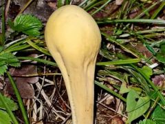 Vaskos mozsárütőgomba, Clavariadelphus pistillaris
