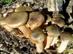 Gyűrűs tuskógomba, Armillaria mellea