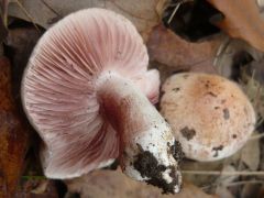 Hebeloma sarcophyllum, csiperkelemezű fakógomba