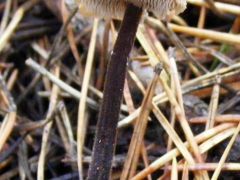 Auriscalpium vulgare, tobozgereben