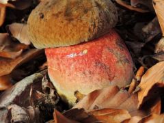 Boletus erythropus, céklatinórú