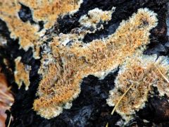 Steccherinum ochraceum, szöszös tányérosgereben
