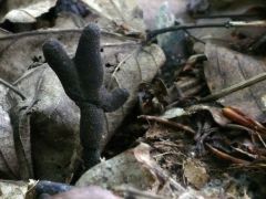Nyeles agancsgomba, Xylaria longipes