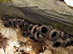 Urnula craterium, fekete kehelygomba